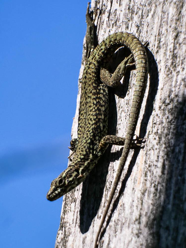 Lézard des murailles Podarcis muralis (Laurenti, 1768)