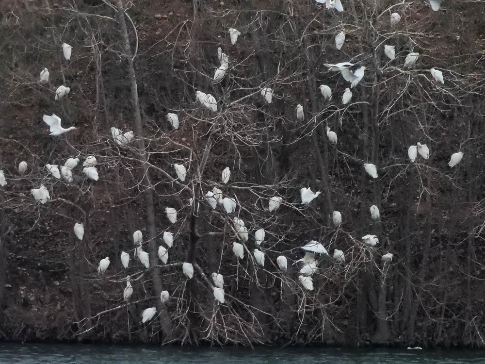 Héron garde-boeufs Bubulcus ibis (Linnaeus, 1758)