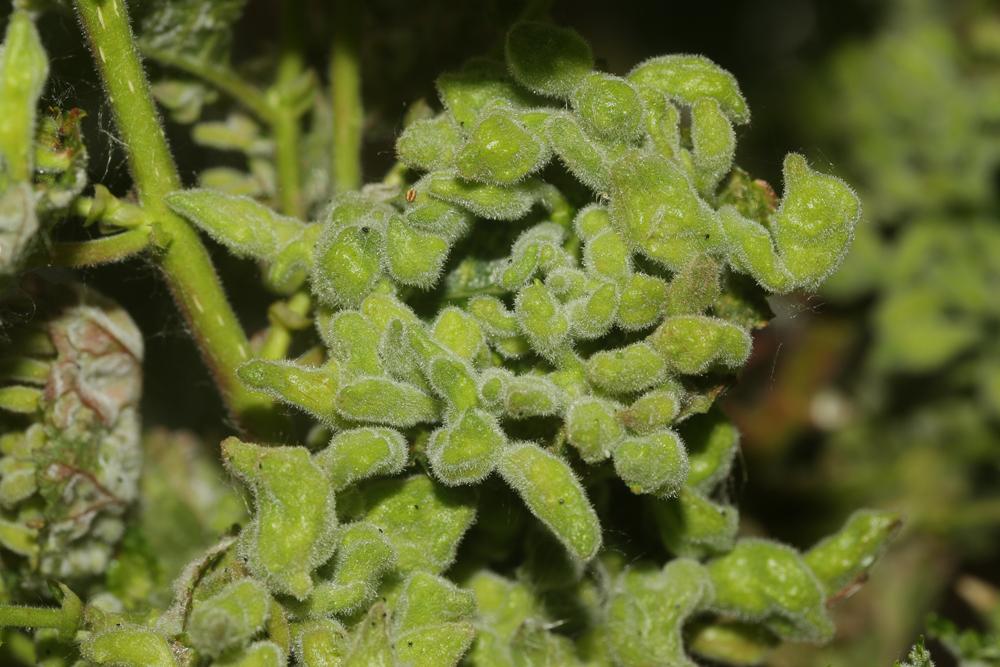 Tetraneura nigriabdominalis (Sasaki, 1899)