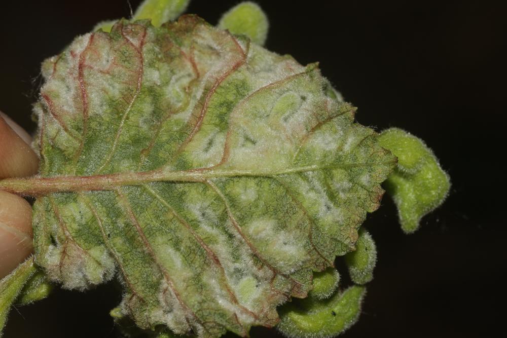 Tetraneura nigriabdominalis (Sasaki, 1899)