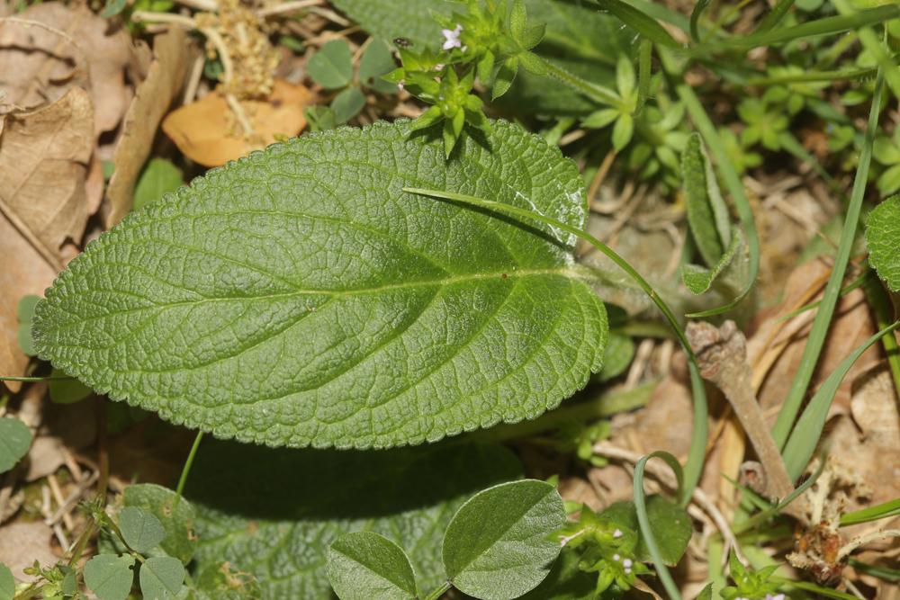 Herbe au vent Phlomis herba-venti L., 1753