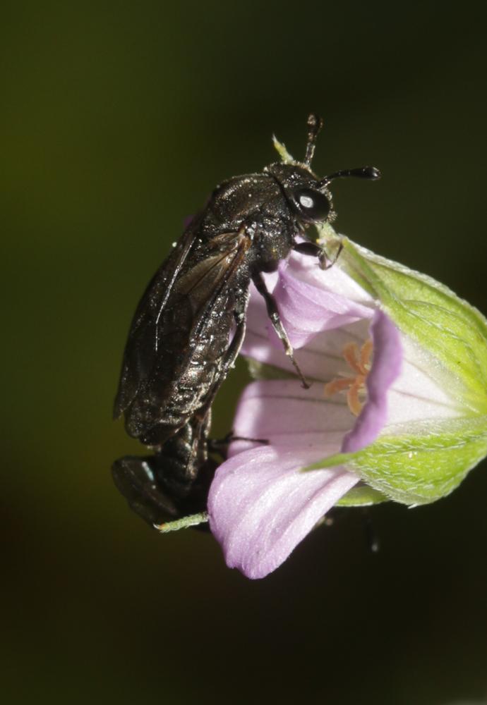 Corynis obscura (Fabricius, 1775)