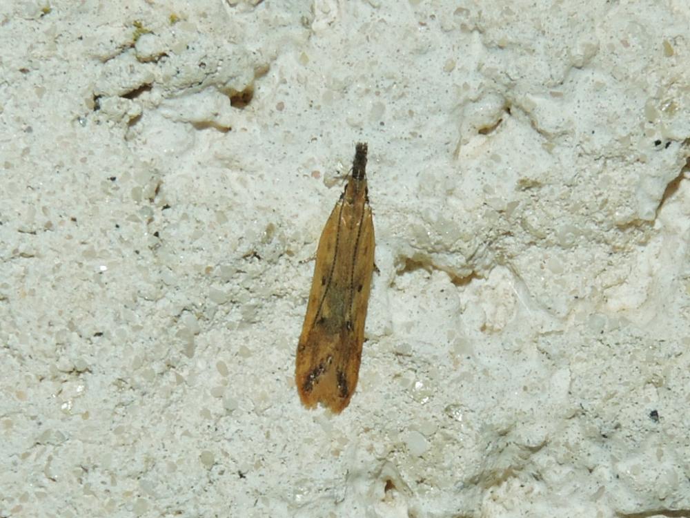Le  Dichomeris acuminata (Staudinger, 1876)