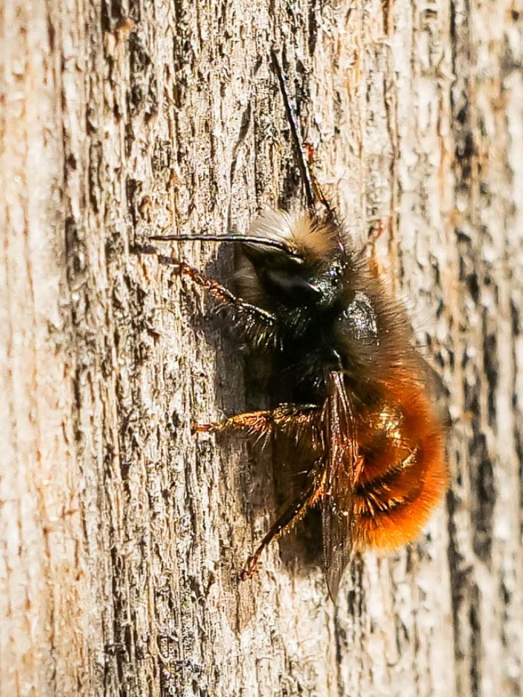Osmia cornuta (Latreille, 1805)