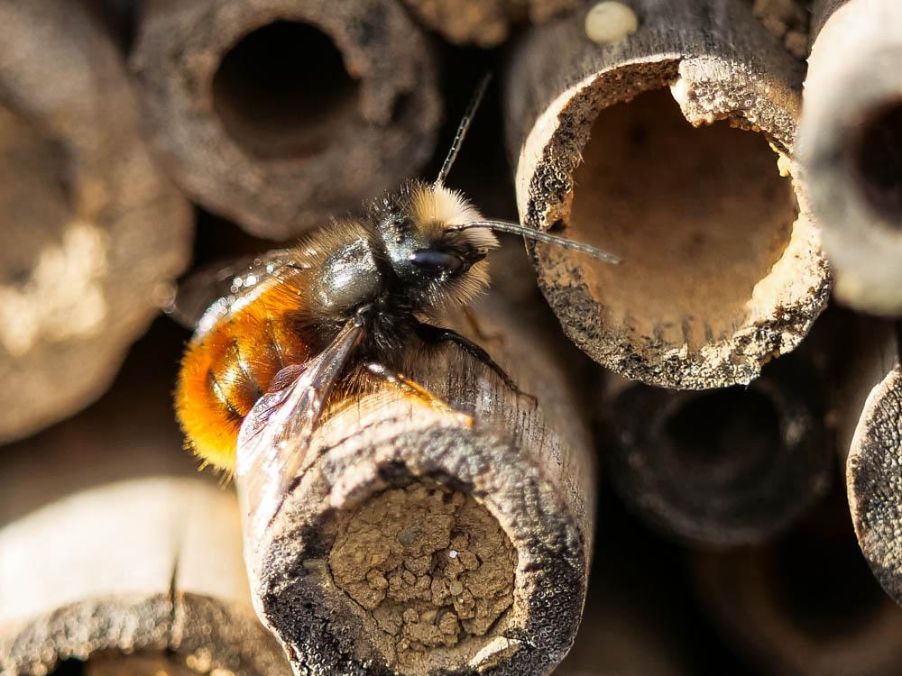 Osmia cornuta (Latreille, 1805)