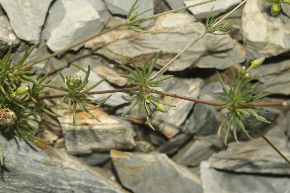 Spergule des champs, Espargoutte des champs, Sparg Spergula arvensis L., 1753