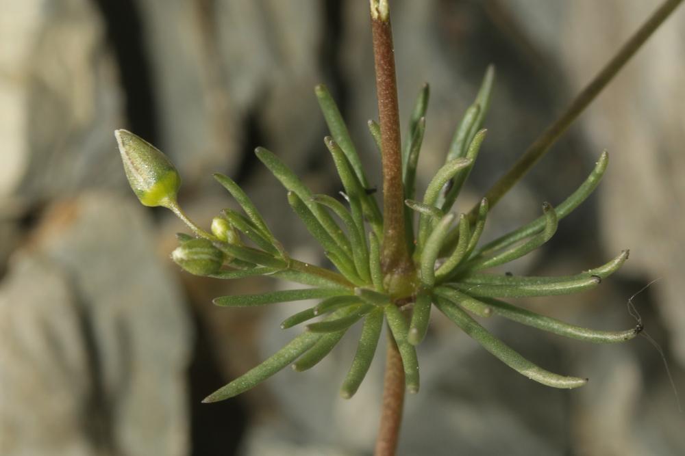 Spergule des champs, Espargoutte des champs, Sparg Spergula arvensis L., 1753