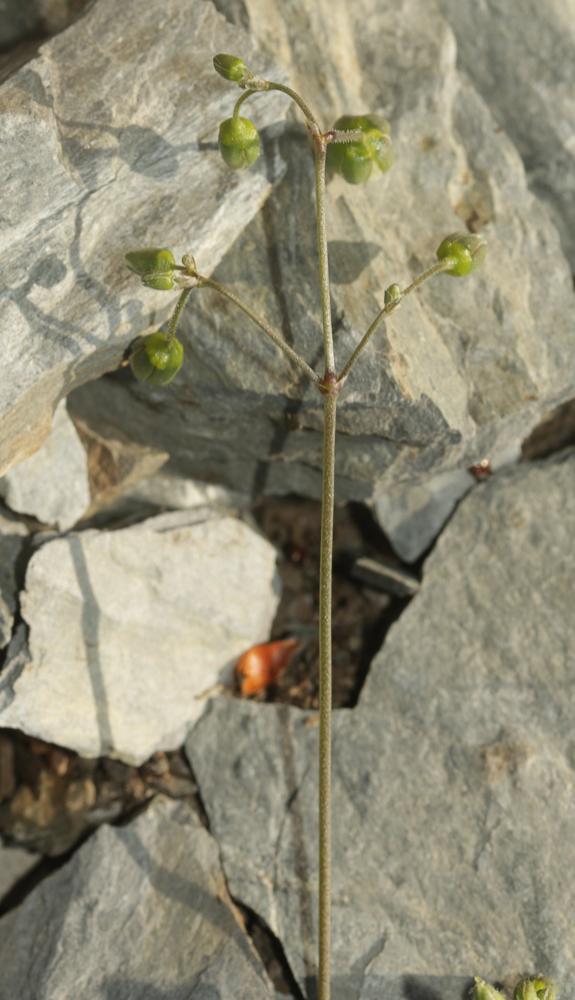 Spergule des champs, Espargoutte des champs, Sparg Spergula arvensis L., 1753