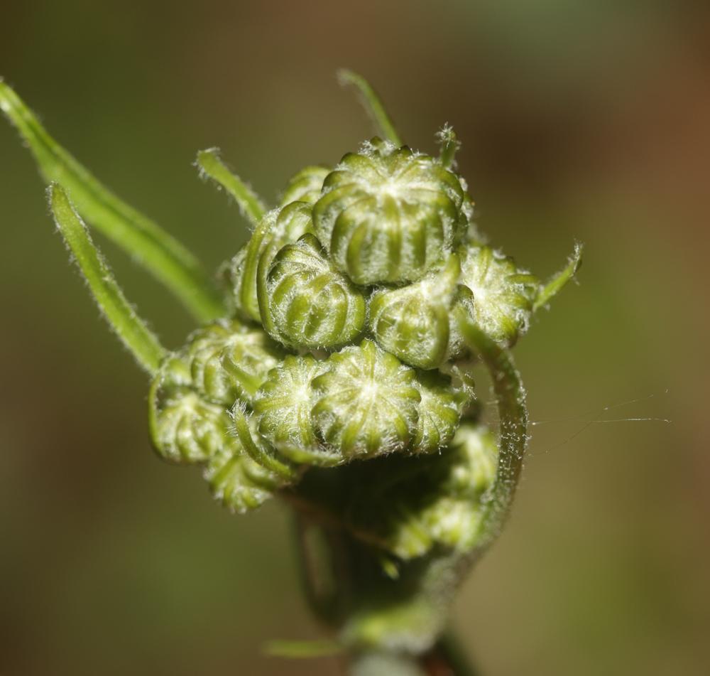Crépide à feuilles de pissenlit, Barkhausie à feui Crepis vesicaria subsp. taraxacifolia (Thuill.) Thell. ex Schinz & R.Keller, 1914