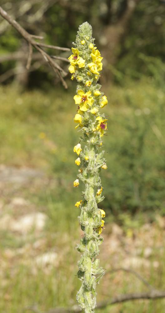 Molène de Boerhaave, Molène de mai Verbascum boerhavii L., 1767