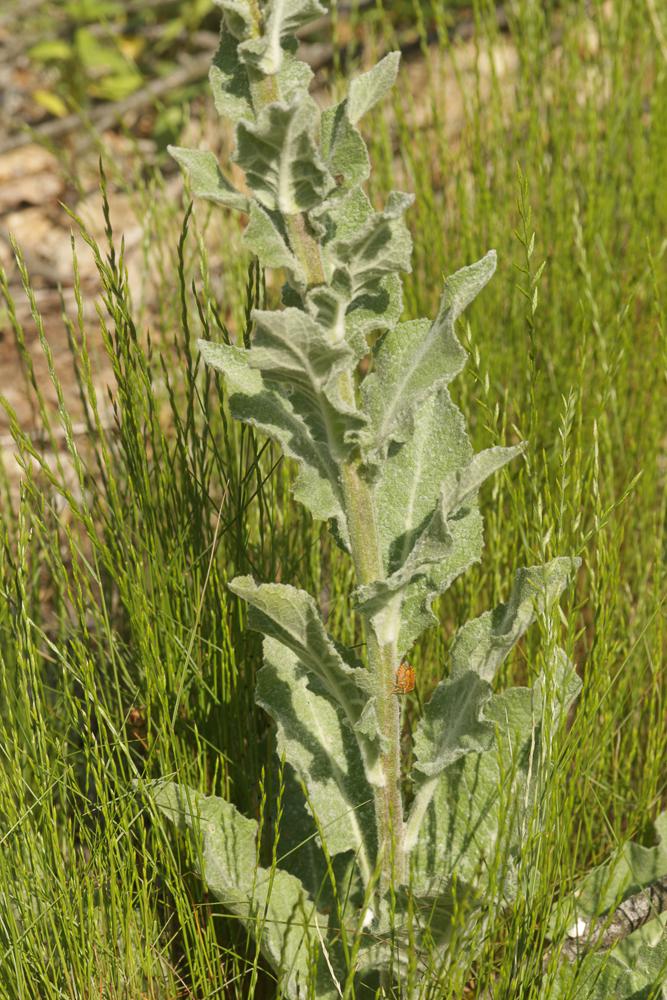 Molène de Boerhaave, Molène de mai Verbascum boerhavii L., 1767