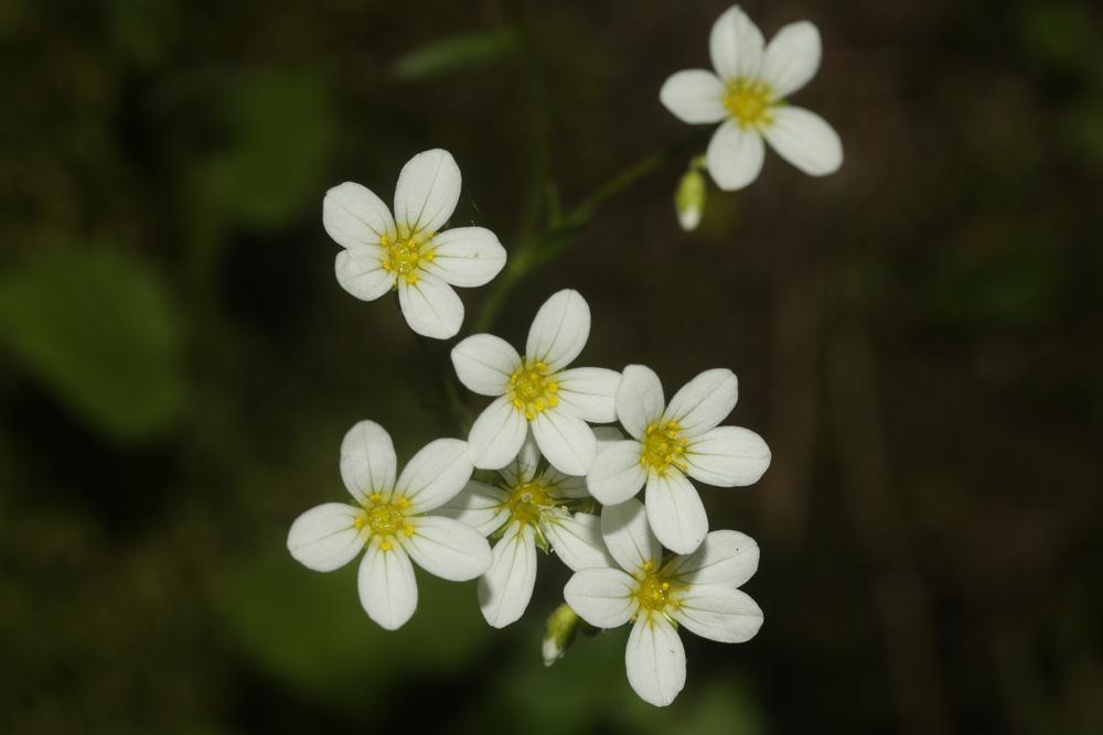 Saxifrage continentale Saxifraga fragosoi Sennen, 1929