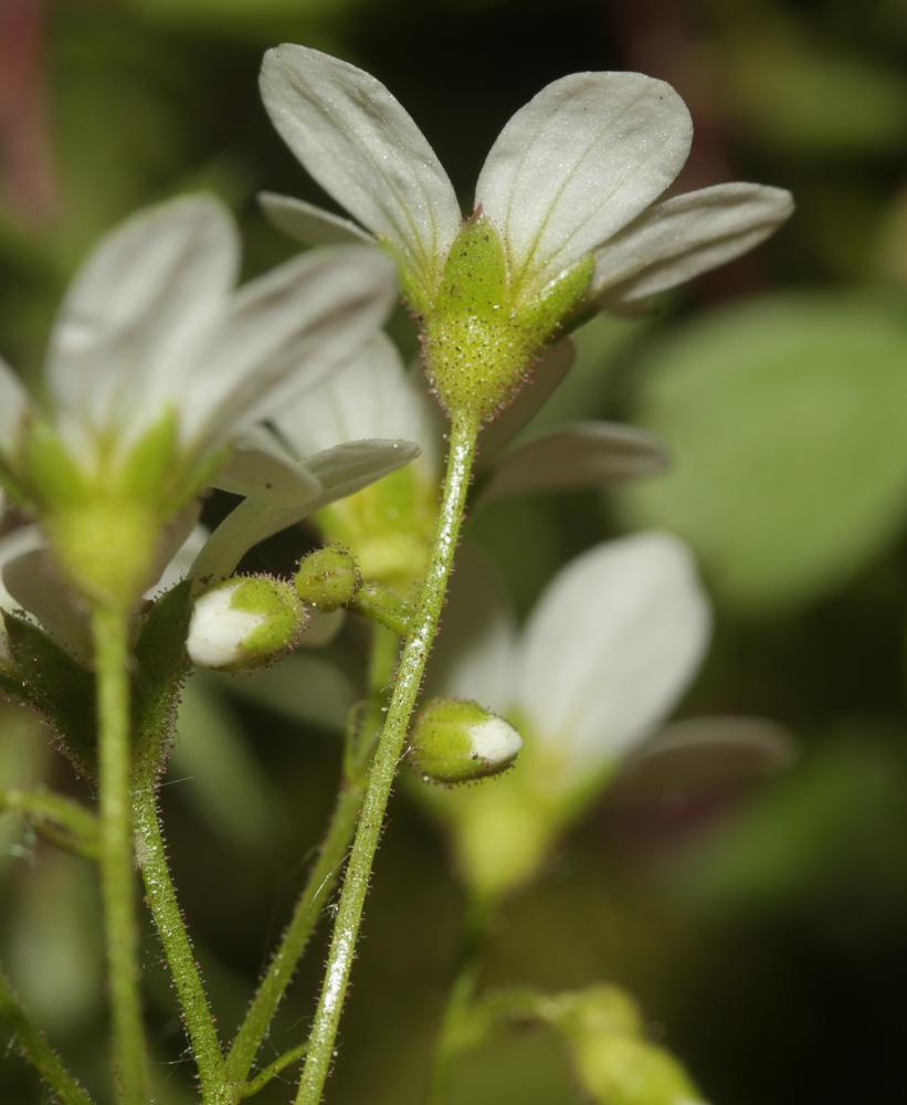 Saxifrage continentale Saxifraga fragosoi Sennen, 1929