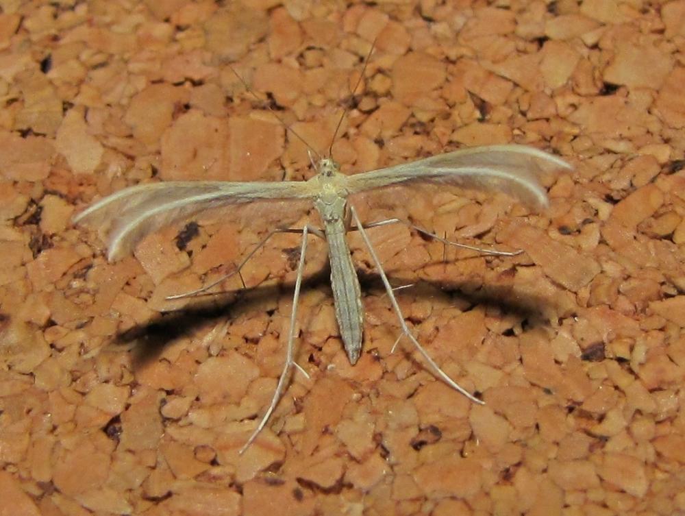  Merrifieldia baliodactyla (Zeller, 1841)