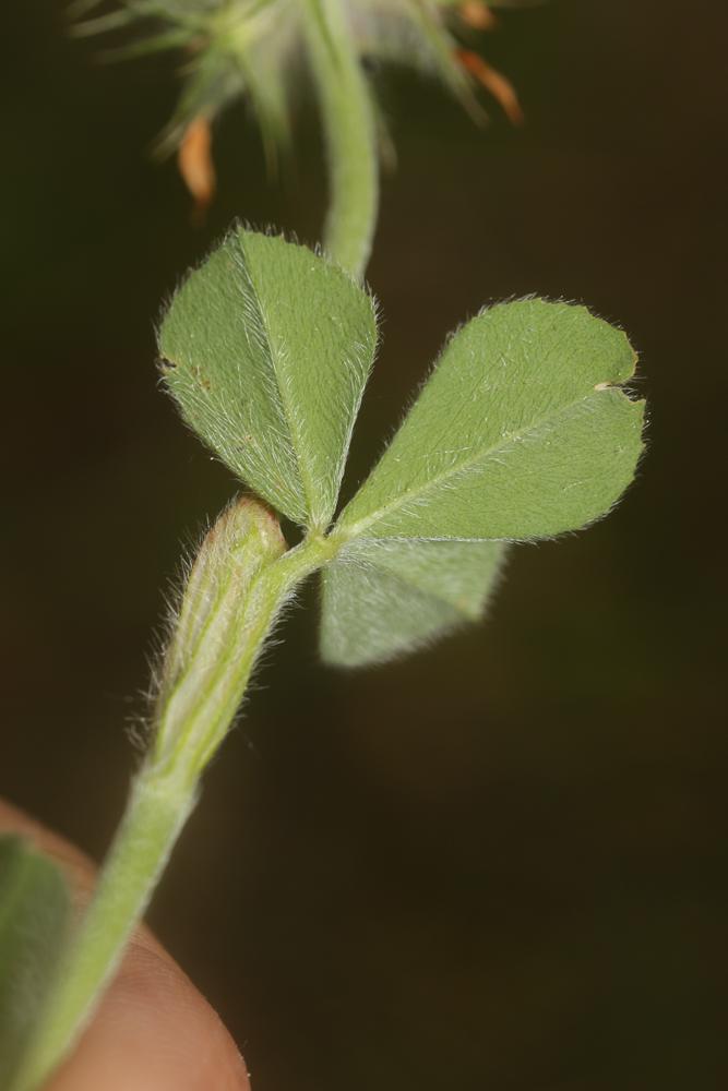 Trèfle de Molineri Trifolium incarnatum var. molinerii (Balb. ex Hornem.) DC., 1815