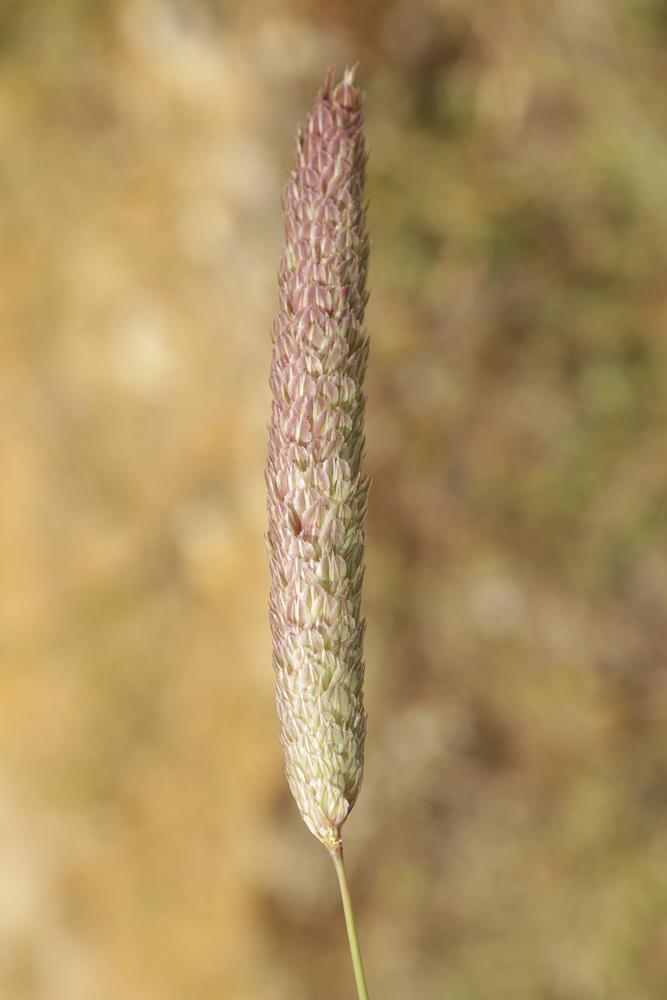 Alpiste bleuâtre Phalaris coerulescens Desf., 1798