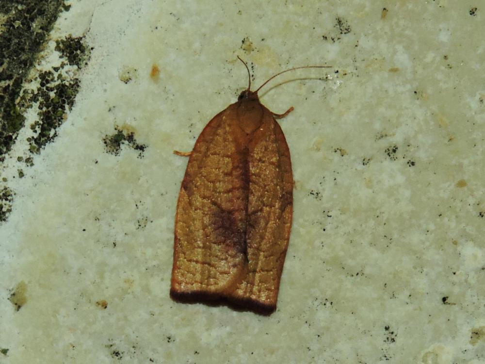 Cacoecimorpha pronubana (Hübner, 1799)