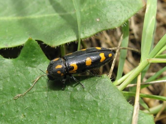  Ptosima undecimmaculata (Herbst, 1784)