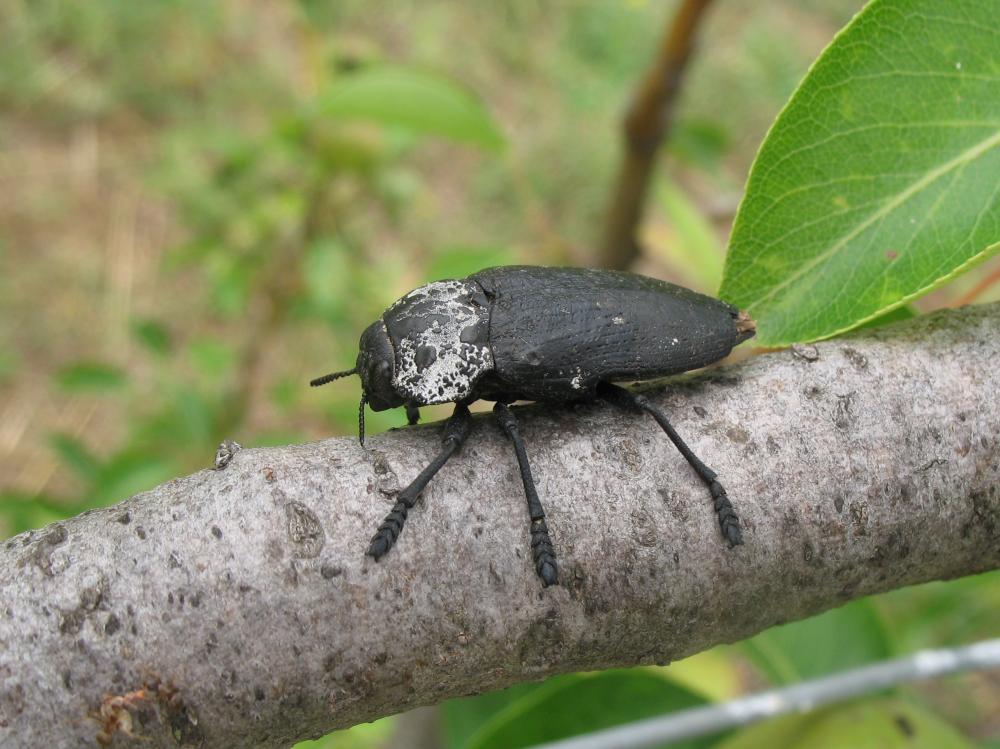 Capnode du Pêcher Capnodis tenebrionis (Linnaeus, 1760)