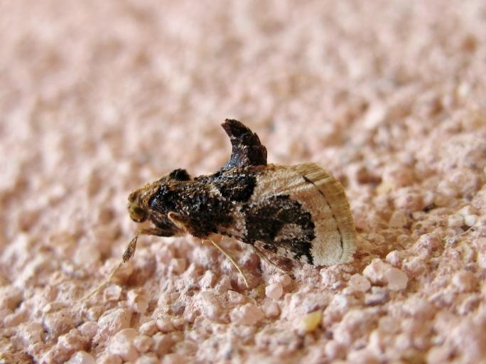 Loryma egregialis (Herrich-Schäffer, 1838)
