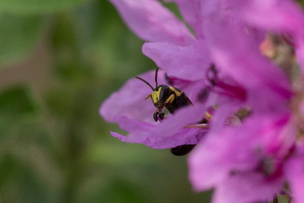Hylaeus pictus (Smith, 1853)