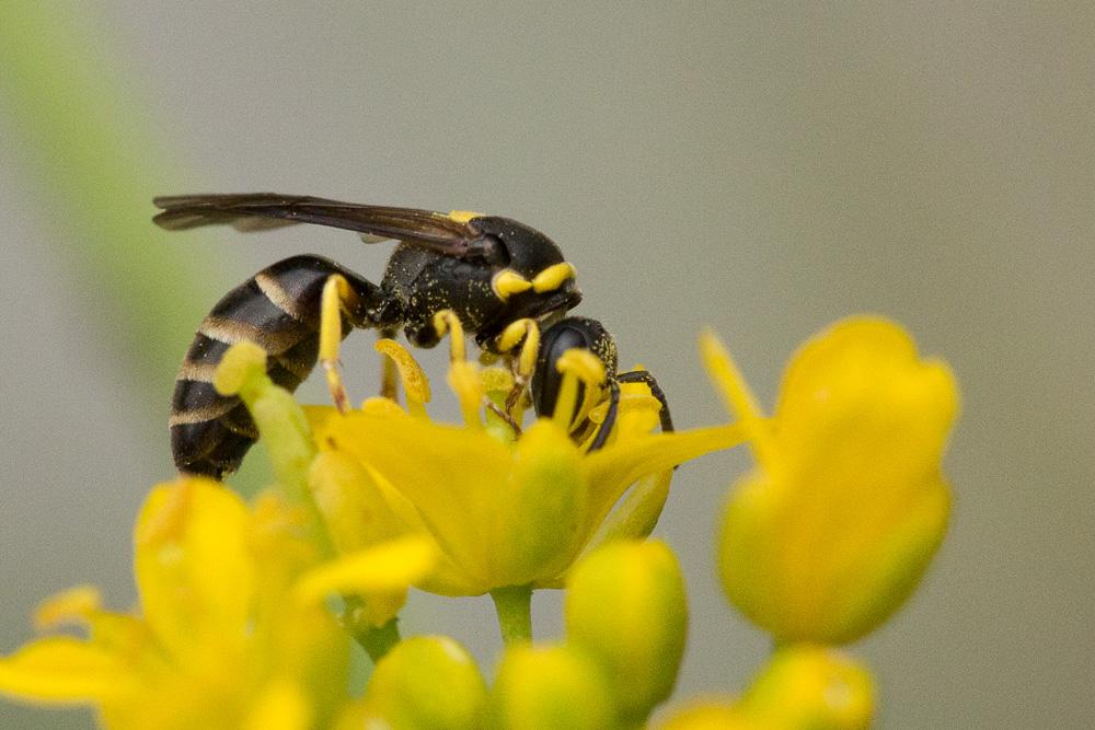 Hylaeus pictus (Smith, 1853)