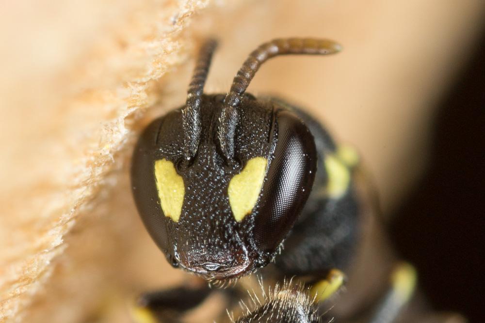 Hylaeus taeniolatus Förster, 1871