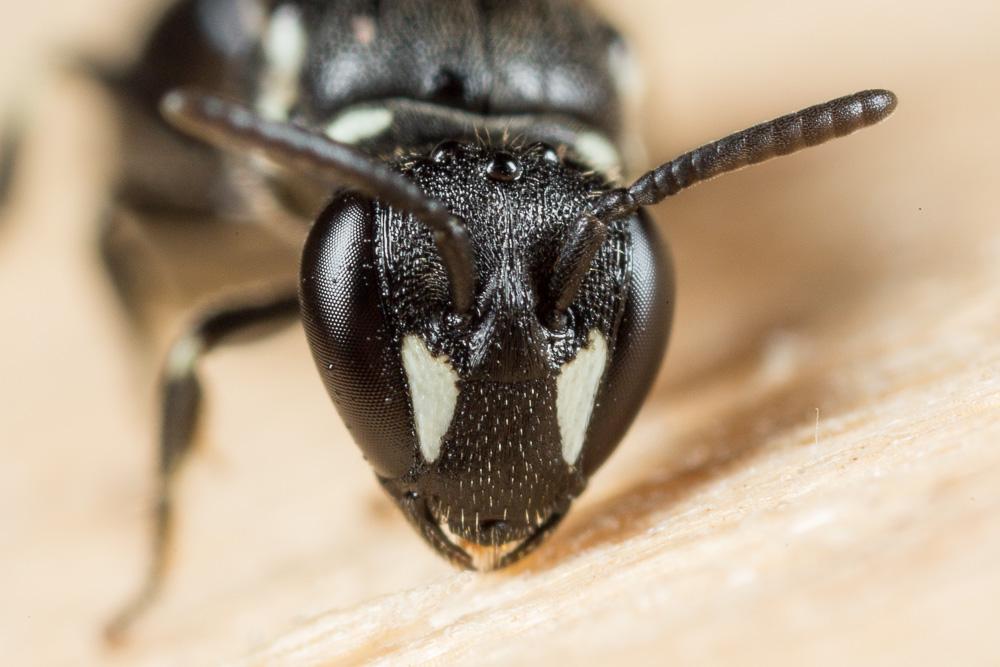 Hylaeus leptocephalus (Morawitz, 1870)