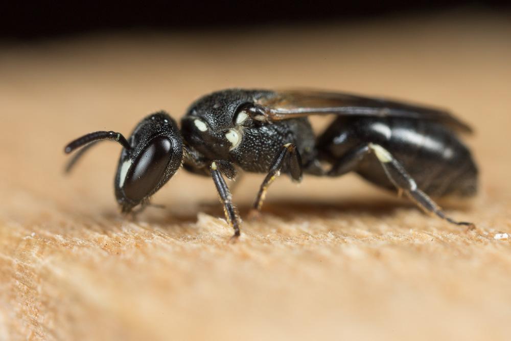 Hylaeus leptocephalus (Morawitz, 1870)