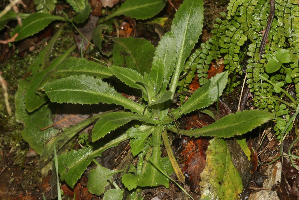 Arabette Tourette Pseudoturritis turrita (L.) Al-Shehbaz, 2005