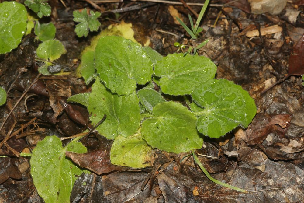 Doronicum L., 1753