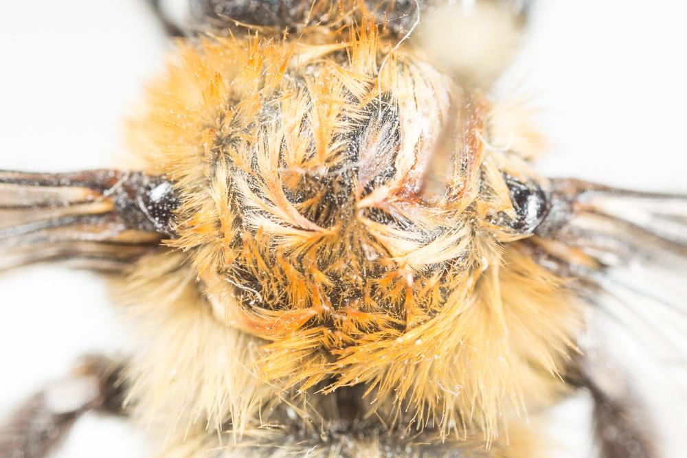 Anthophore des bains Anthophora balneorum Lepeletier, 1841