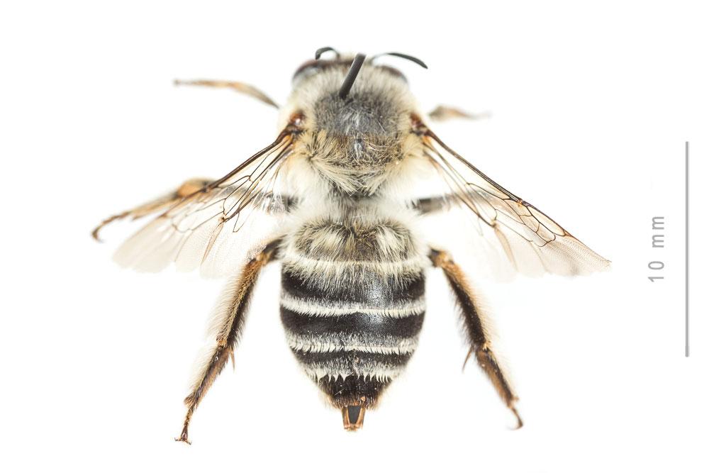 Anthophore agame Anthophora agama Radoszkowski, 1869