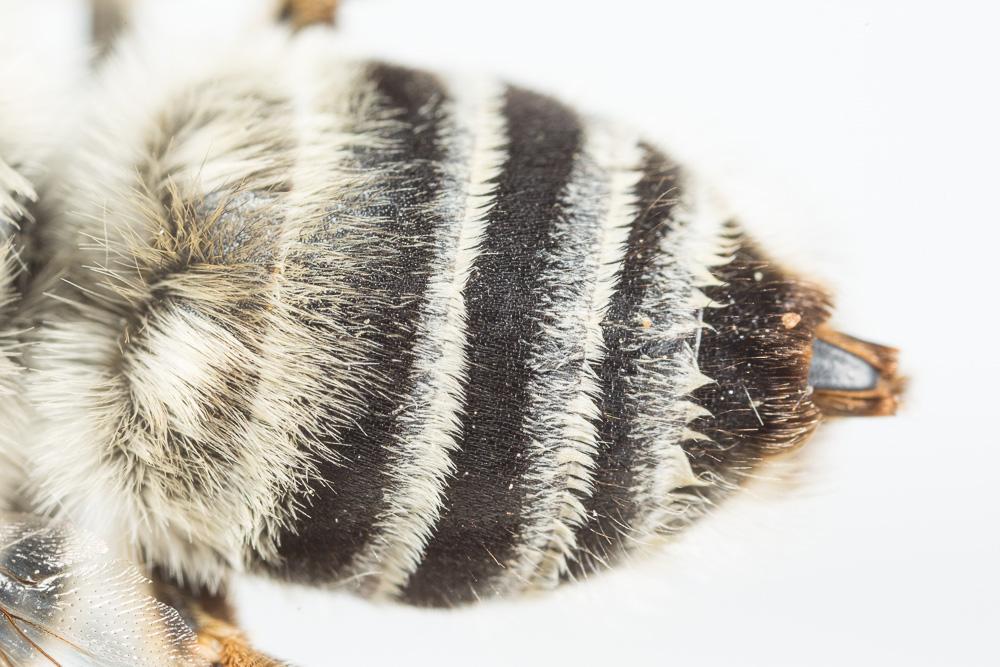 Anthophore agame Anthophora agama Radoszkowski, 1869