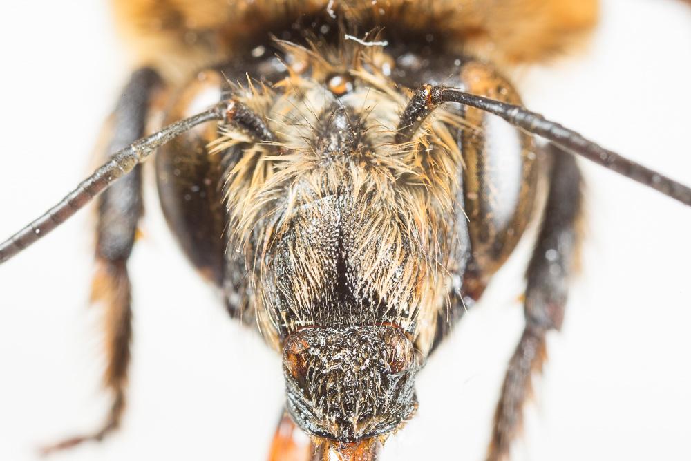 Grande anthophore biciliée Anthophora affinis Brullé, 1832