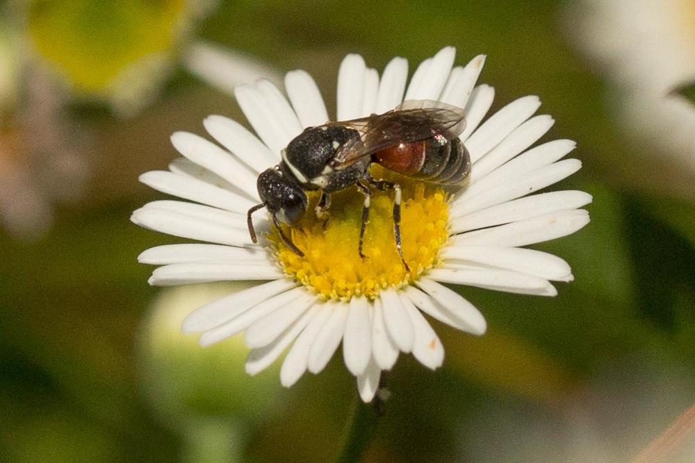 Hylaeus variegatus (Fabricius, 1798)