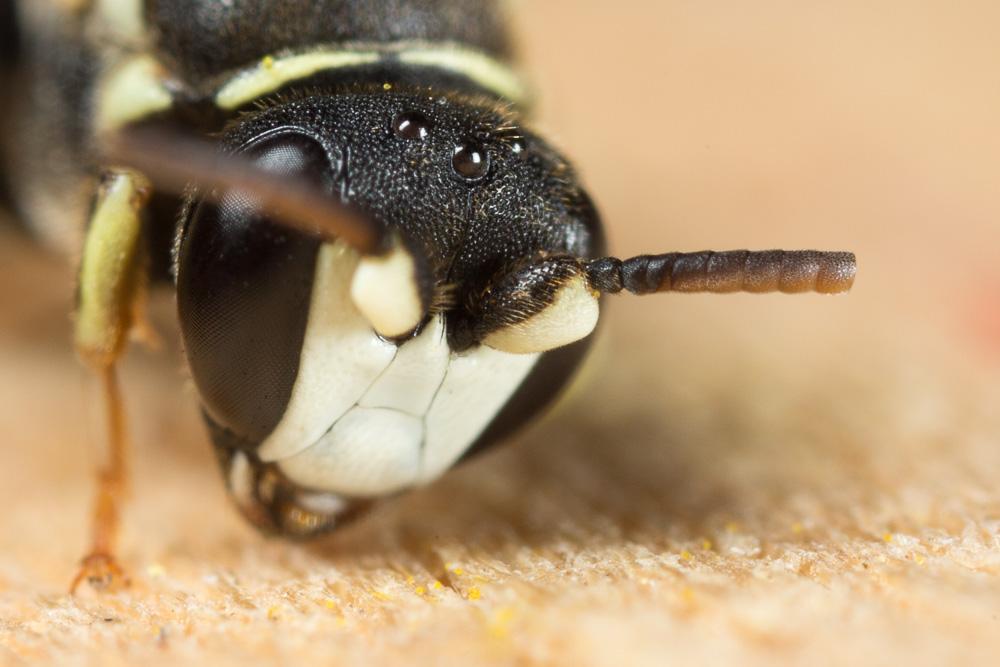 Hylaeus variegatus (Fabricius, 1798)