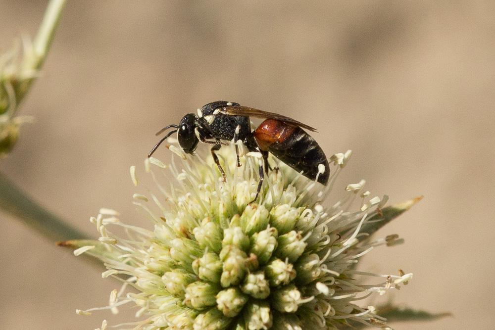 Hylaeus variegatus (Fabricius, 1798)