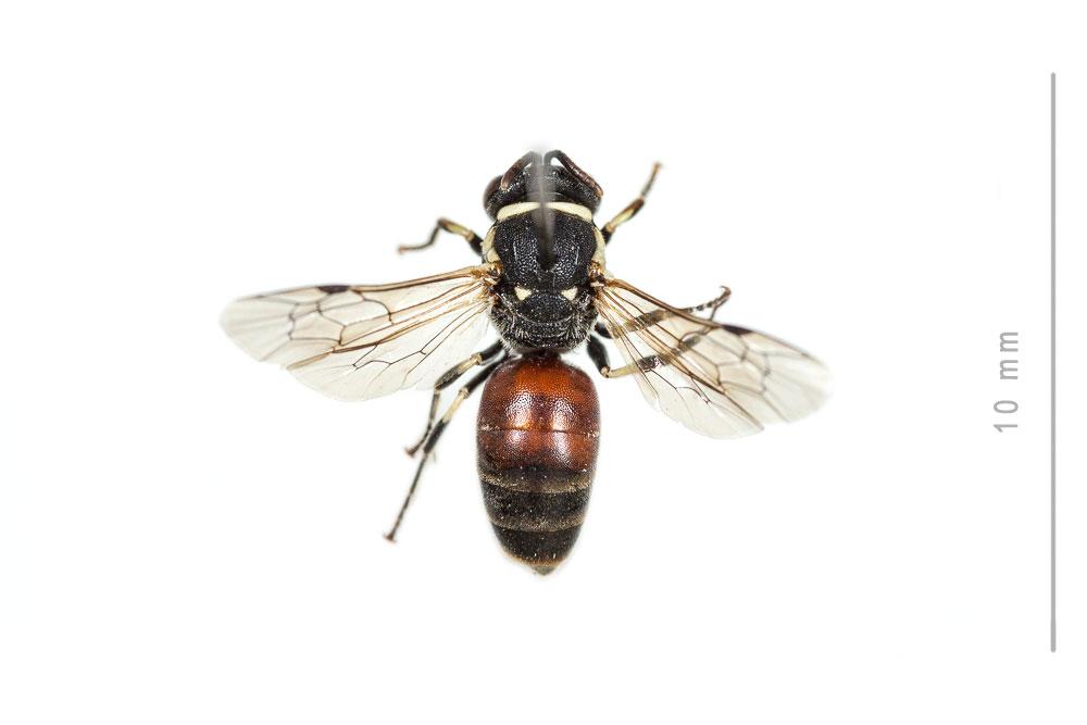 Hylaeus variegatus (Fabricius, 1798)