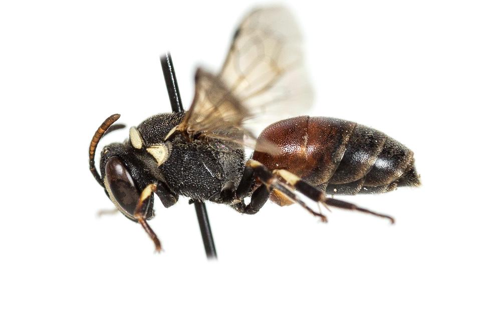 Hylaeus variegatus (Fabricius, 1798)