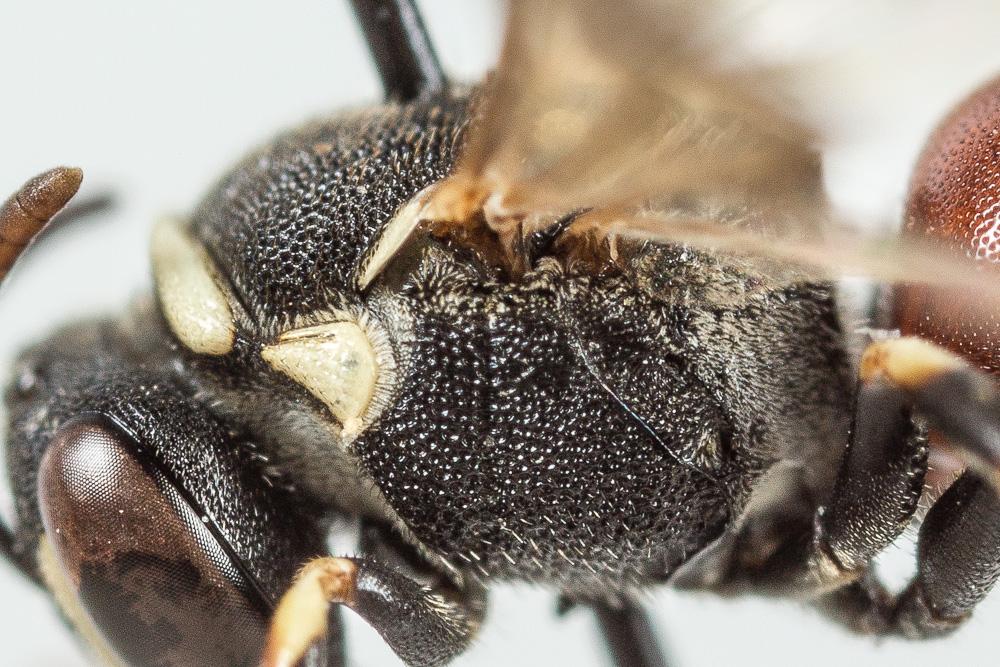 Hylaeus variegatus (Fabricius, 1798)