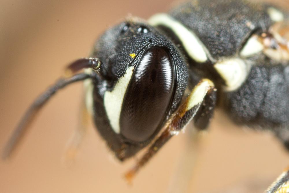Hylaeus variegatus (Fabricius, 1798)