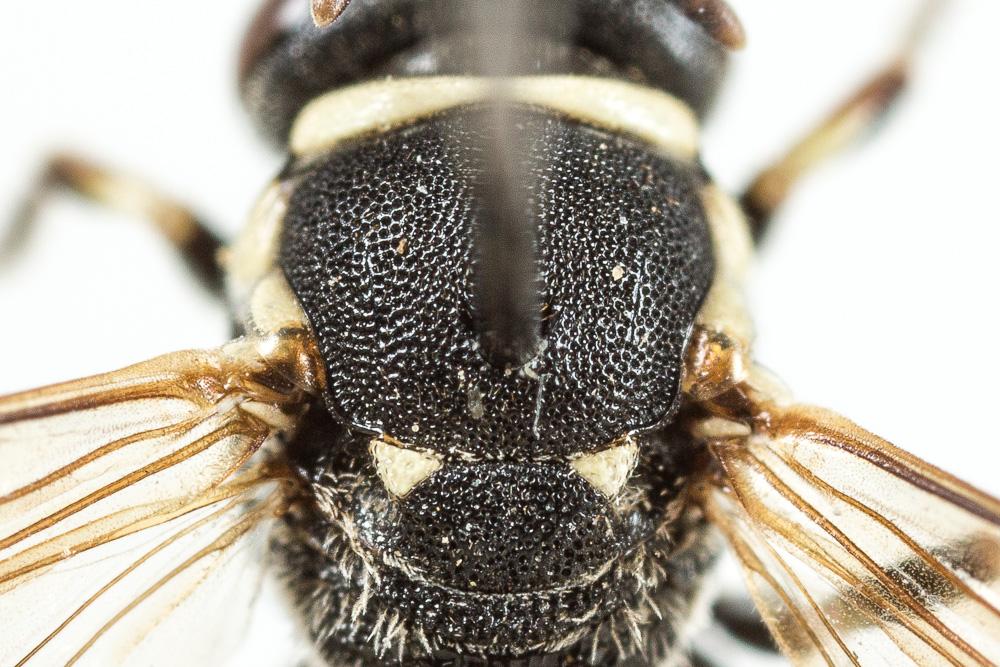 Hylaeus variegatus (Fabricius, 1798)