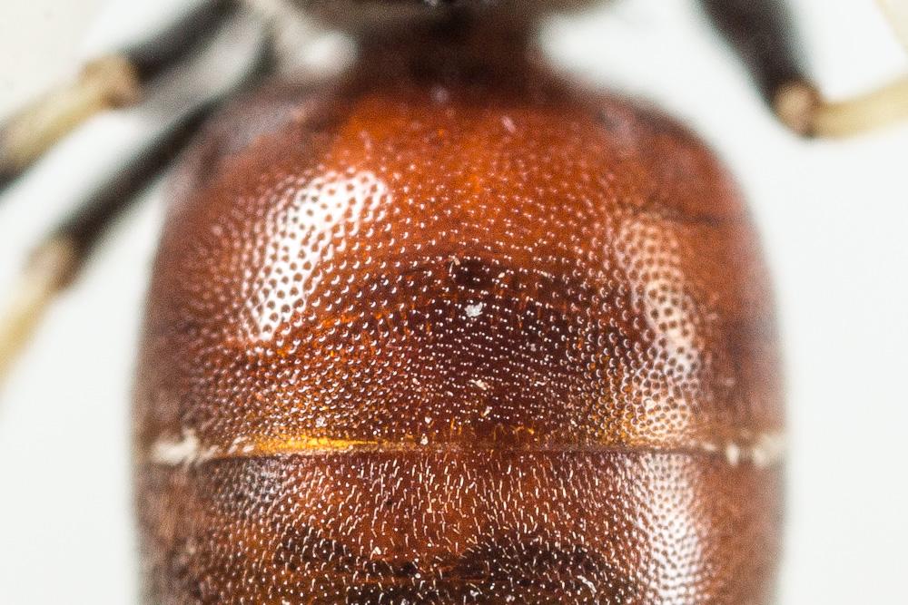 Hylaeus variegatus (Fabricius, 1798)