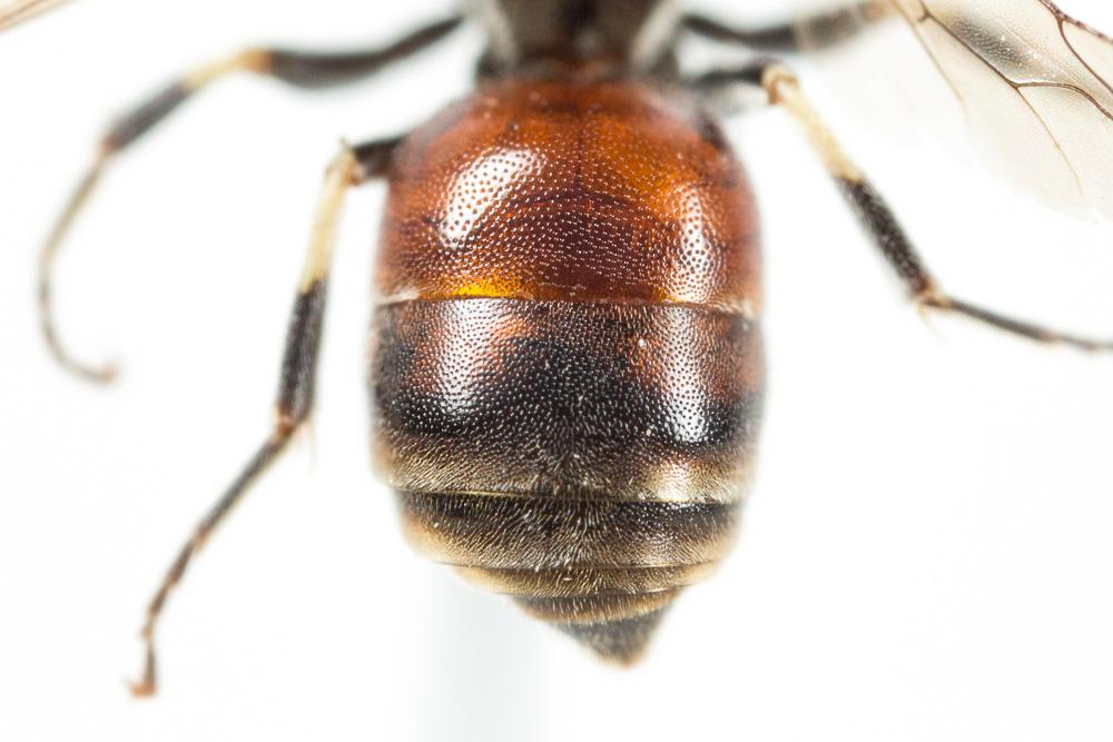 Hylaeus variegatus (Fabricius, 1798)