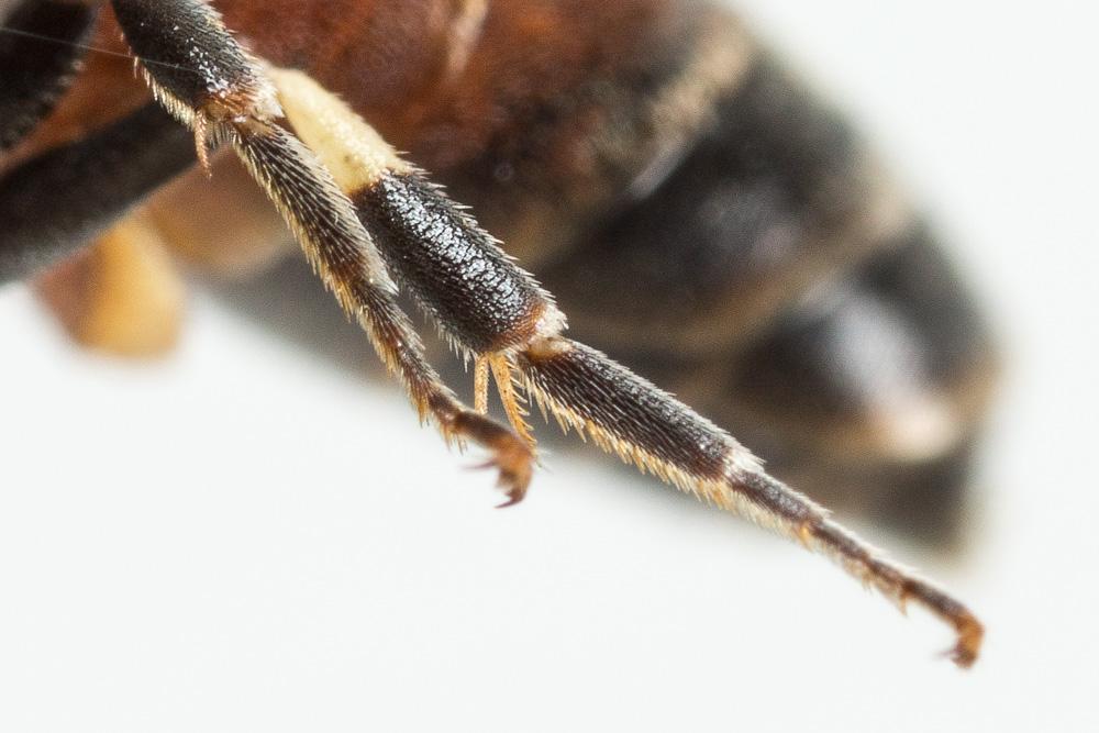 Hylaeus variegatus (Fabricius, 1798)