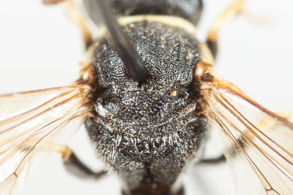 Hylaeus variegatus (Fabricius, 1798)