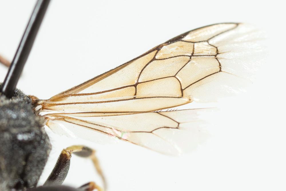 Hylaeus variegatus (Fabricius, 1798)