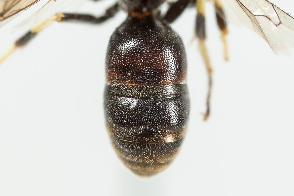 Hylaeus variegatus (Fabricius, 1798)
