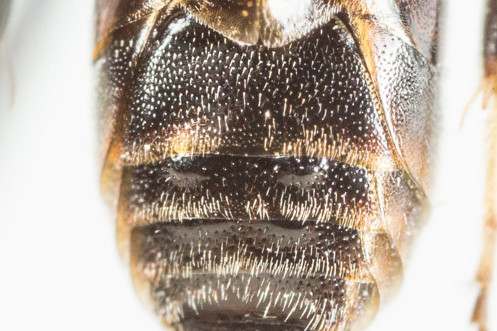 Hylaeus variegatus (Fabricius, 1798)